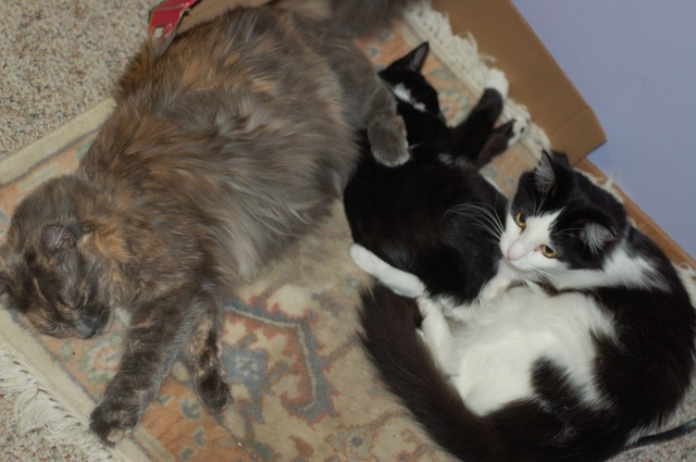 three fluffy cats cuddling on the floor